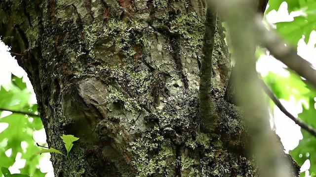 Brown Creeper - ML621166918