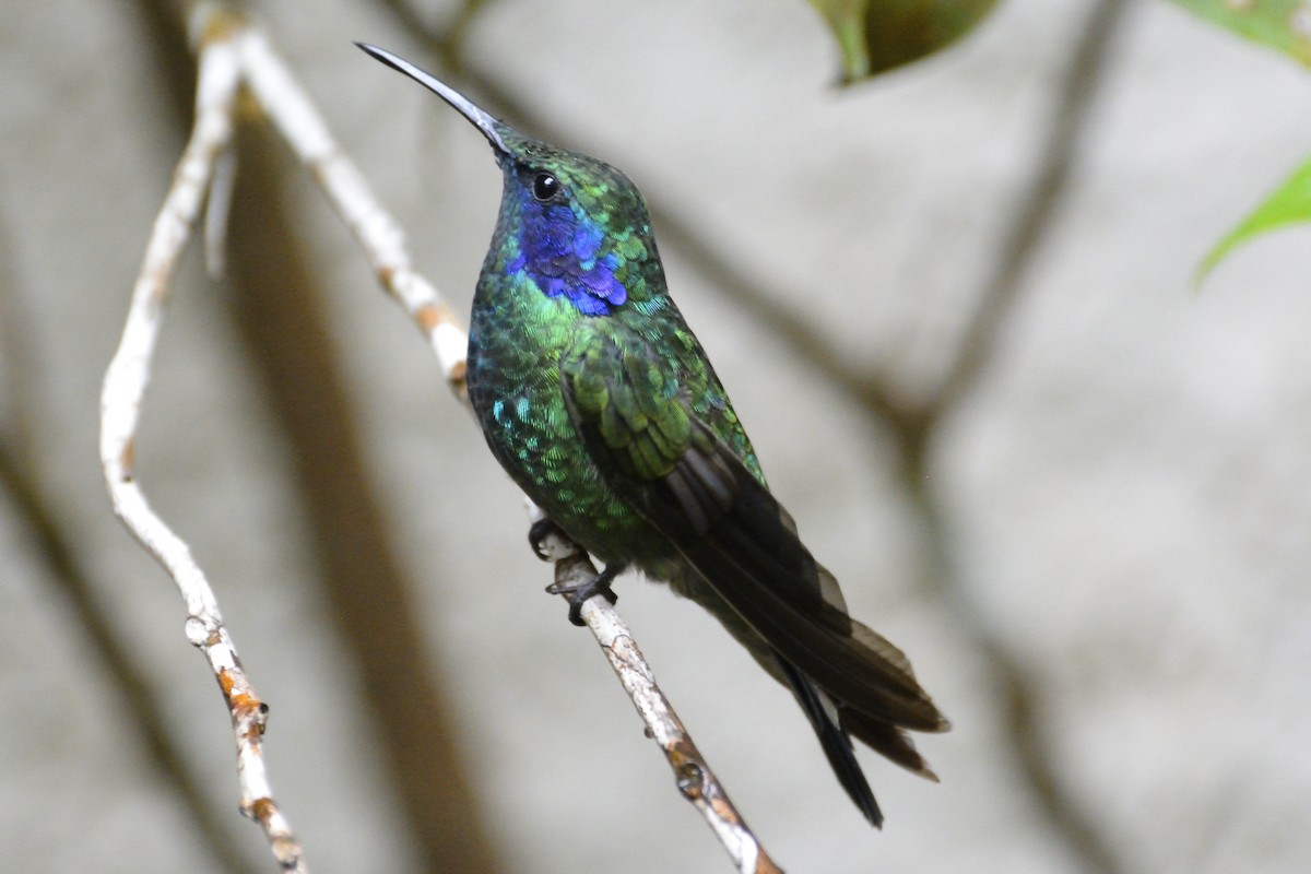 kolibřík modrouchý - ML621166938