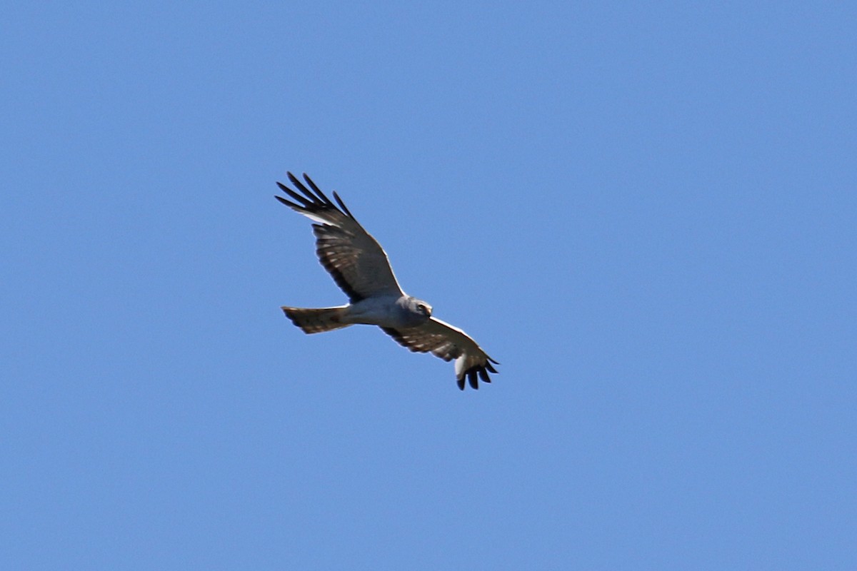 Northern Harrier - ML621166951