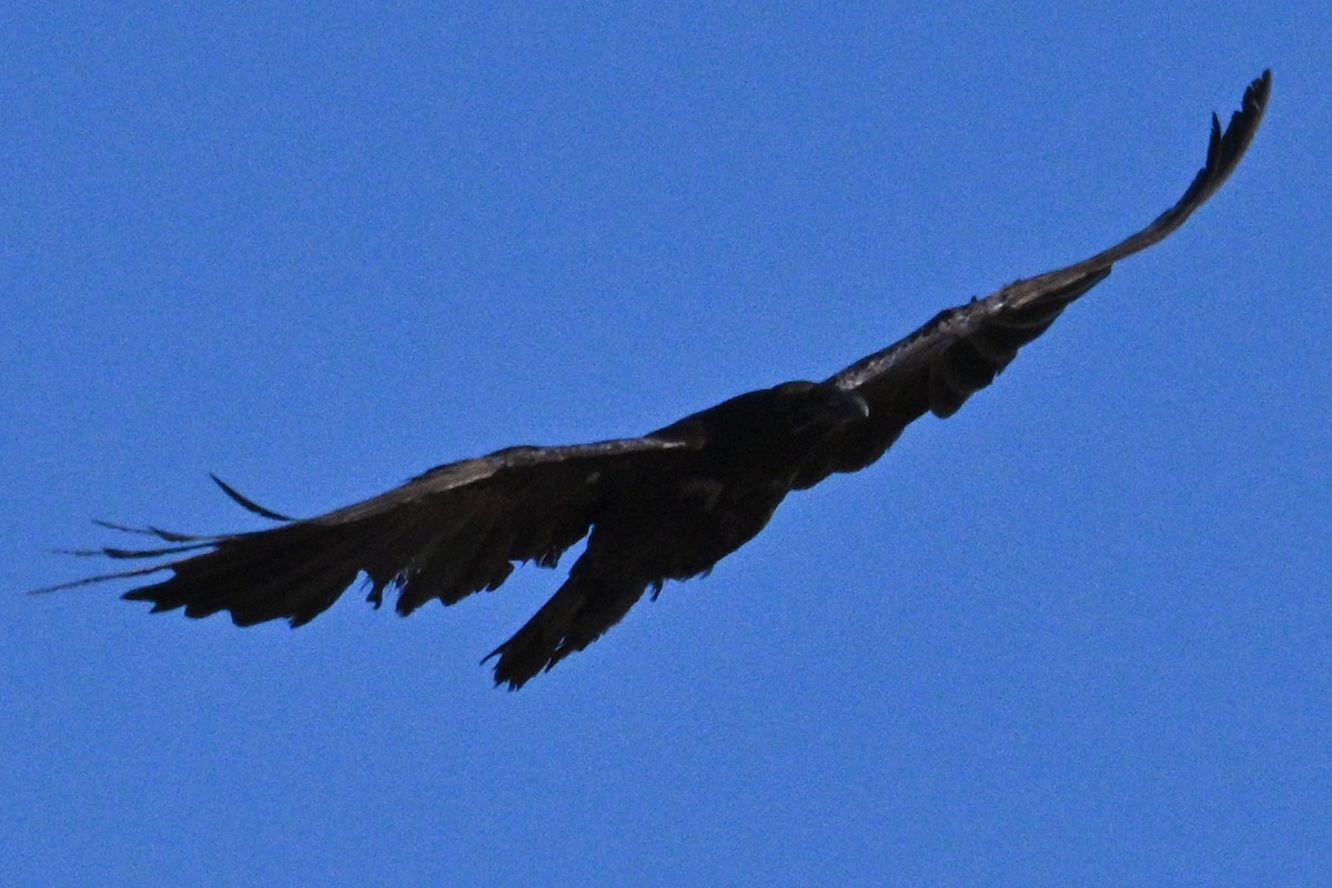 Common Raven - ML621166994