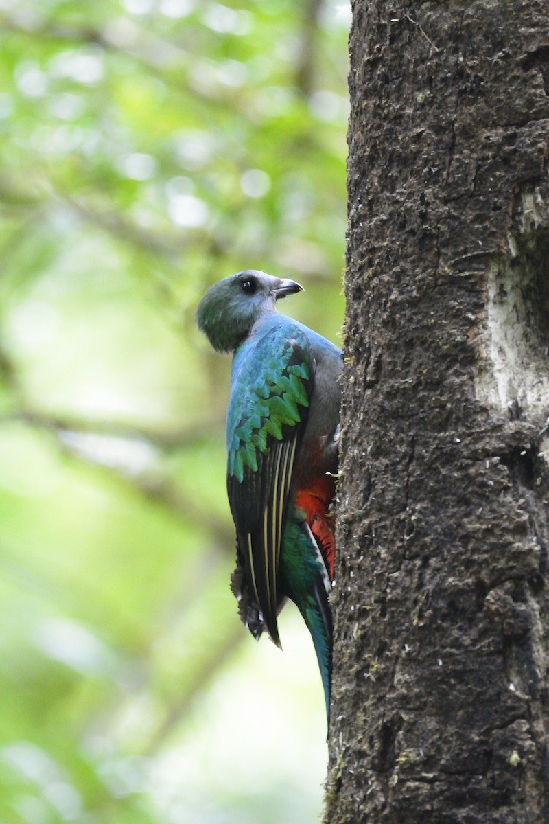 Quetzal Guatemalteco - ML621166998