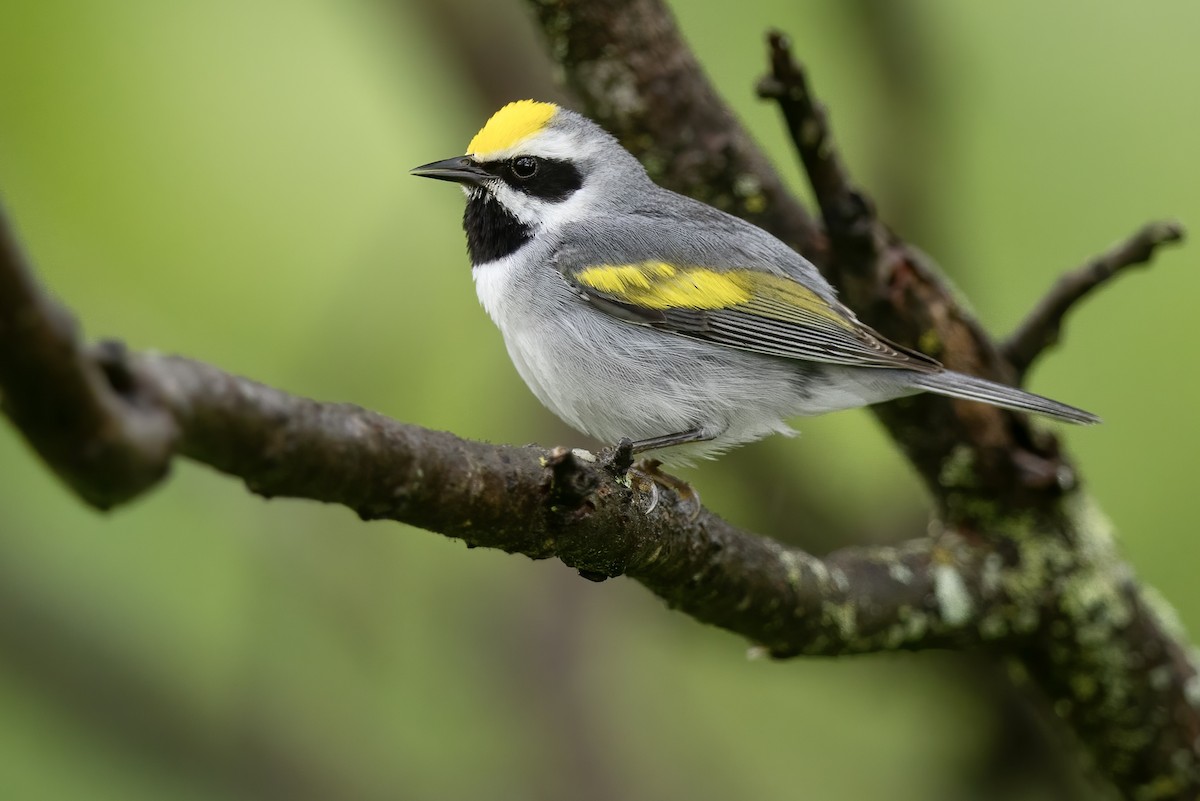 Golden-winged Warbler - ML621167001