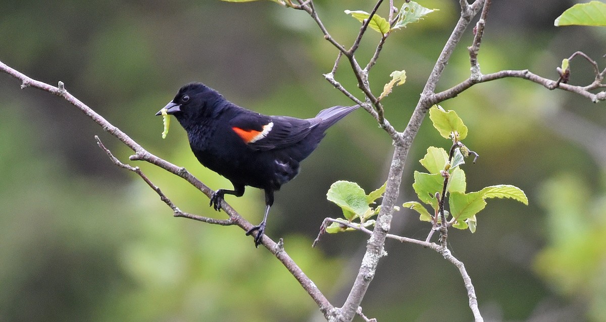 Red-winged Blackbird - ML621167023