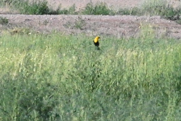 Yellow-headed Blackbird - ML621167038