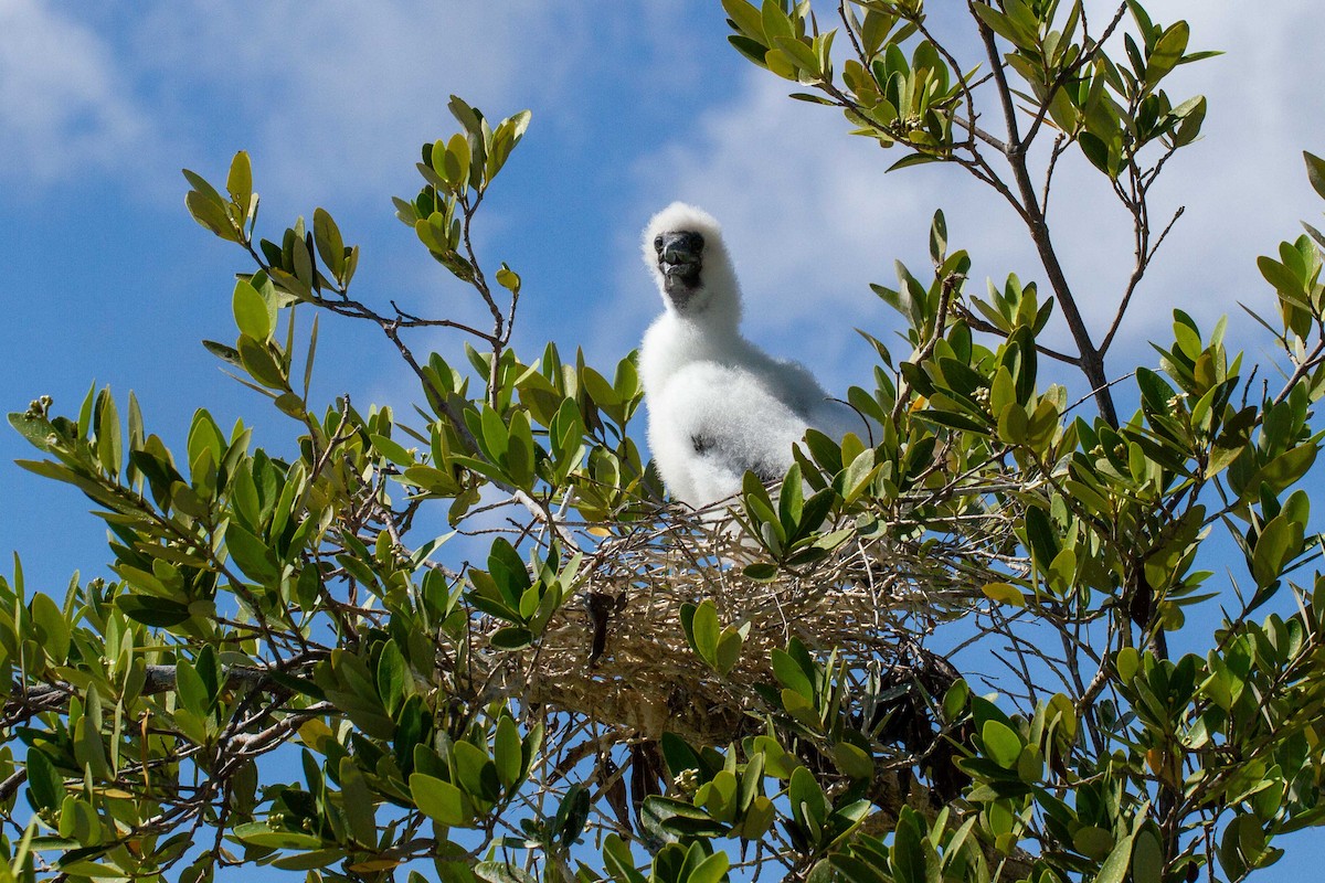 Red-footed Booby - ML621167040