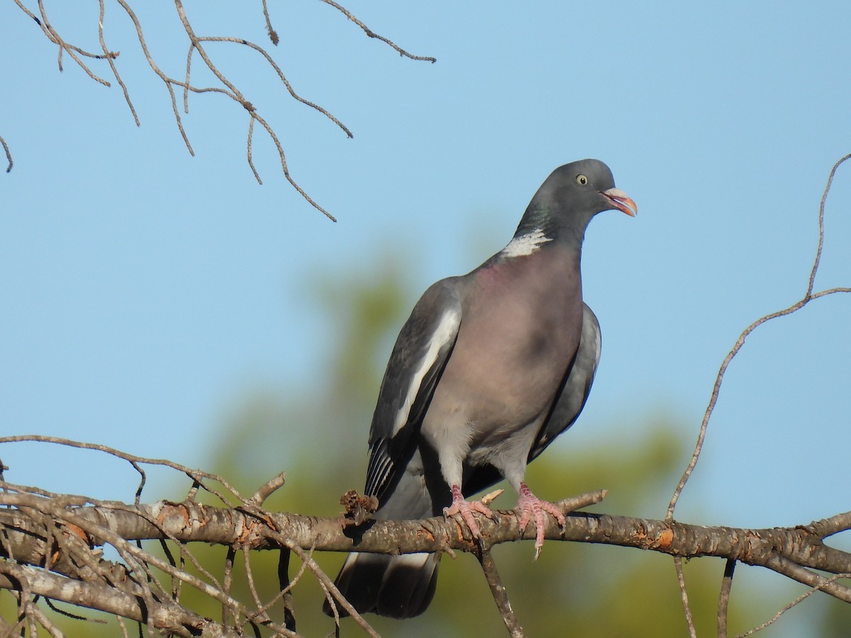 Common Wood-Pigeon - ML621167042