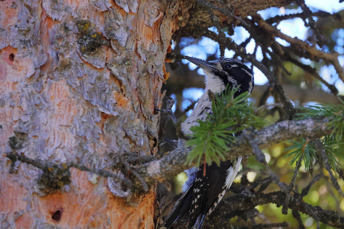 American Three-toed Woodpecker - ML621167045