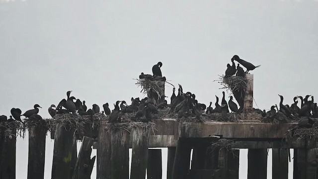 Cormoran à aigrettes - ML621167071