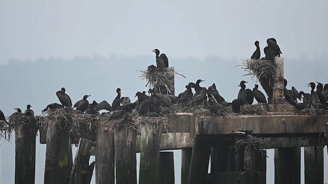 Cormorán Orejudo - ML621167078