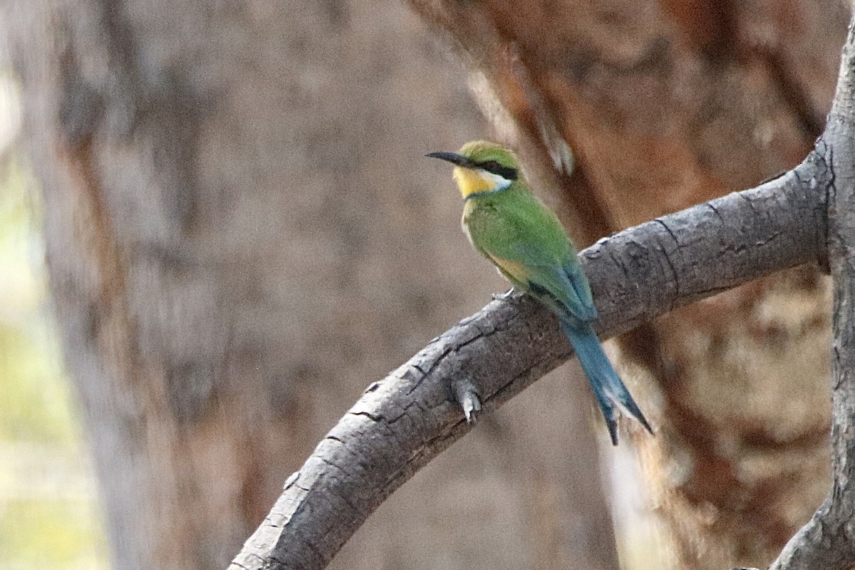 Swallow-tailed Bee-eater - ML621167091
