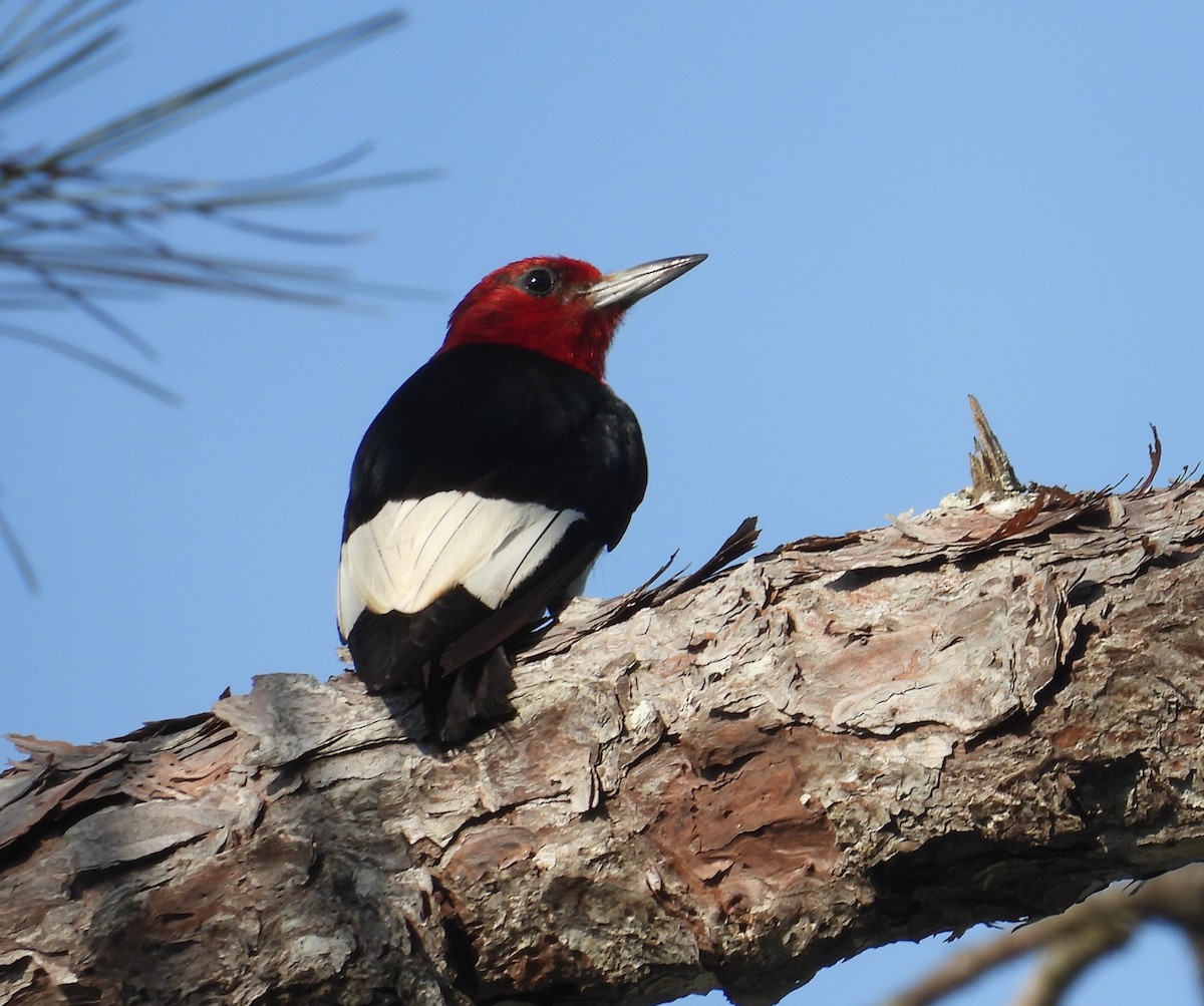 Red-headed Woodpecker - ML621167092
