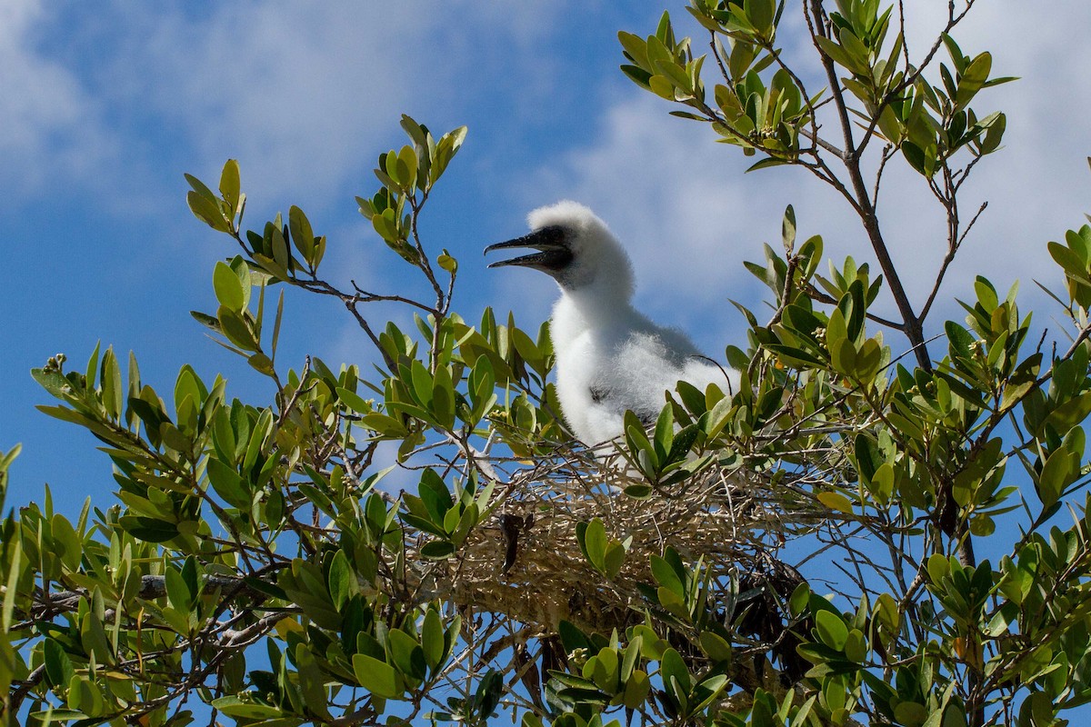 Red-footed Booby - ML621167100