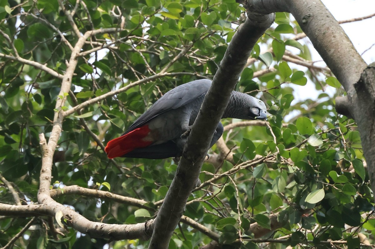 papoušek žako (ssp. erithacus) - ML621167180