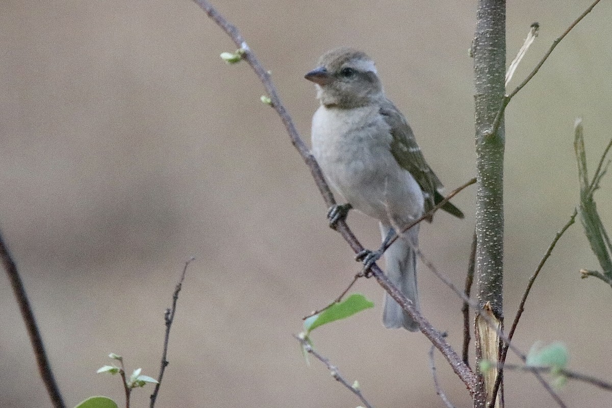 Yellow-throated Bush Sparrow - ML621167195