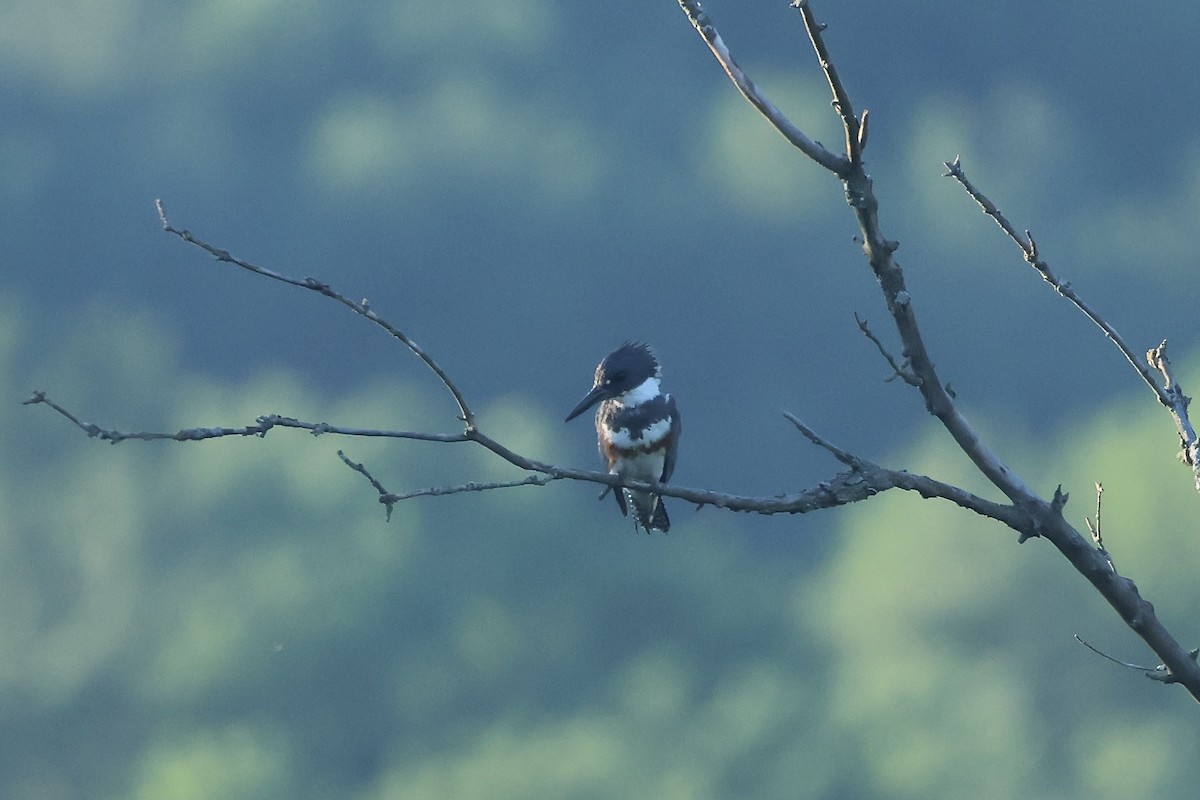 Belted Kingfisher - ML621167207