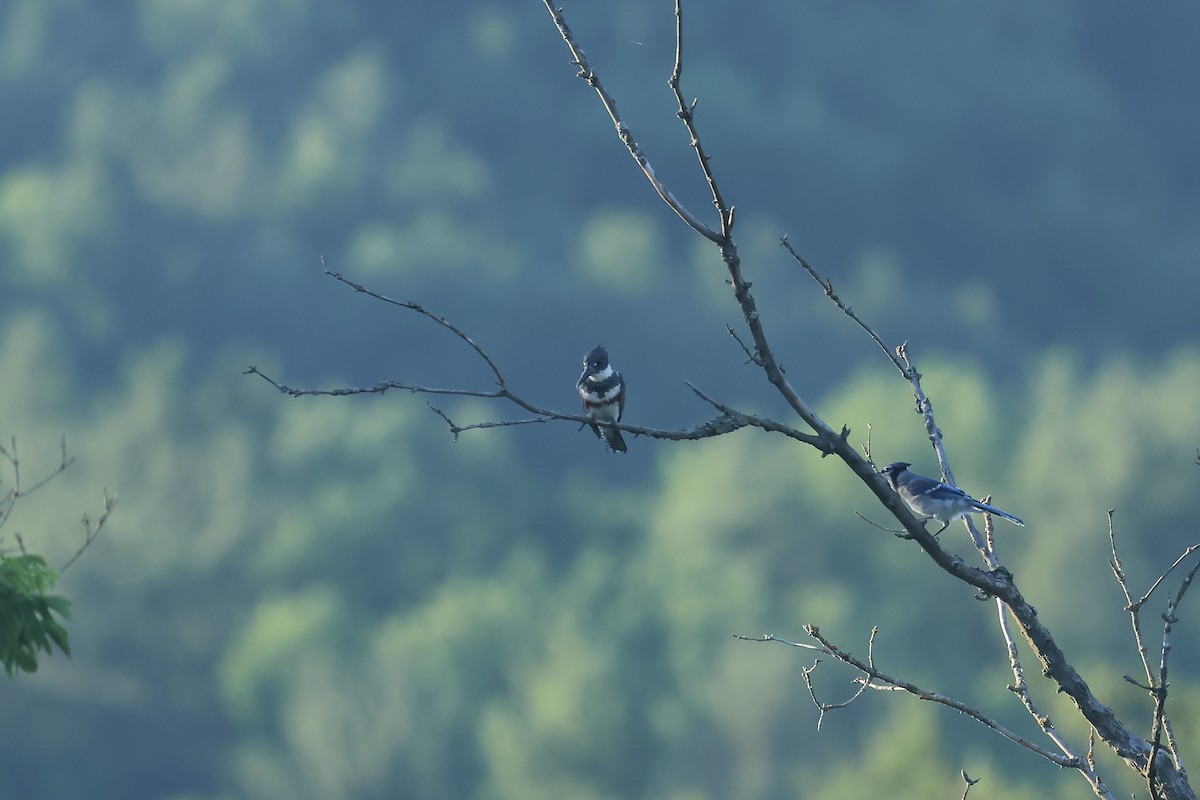 Belted Kingfisher - ML621167211