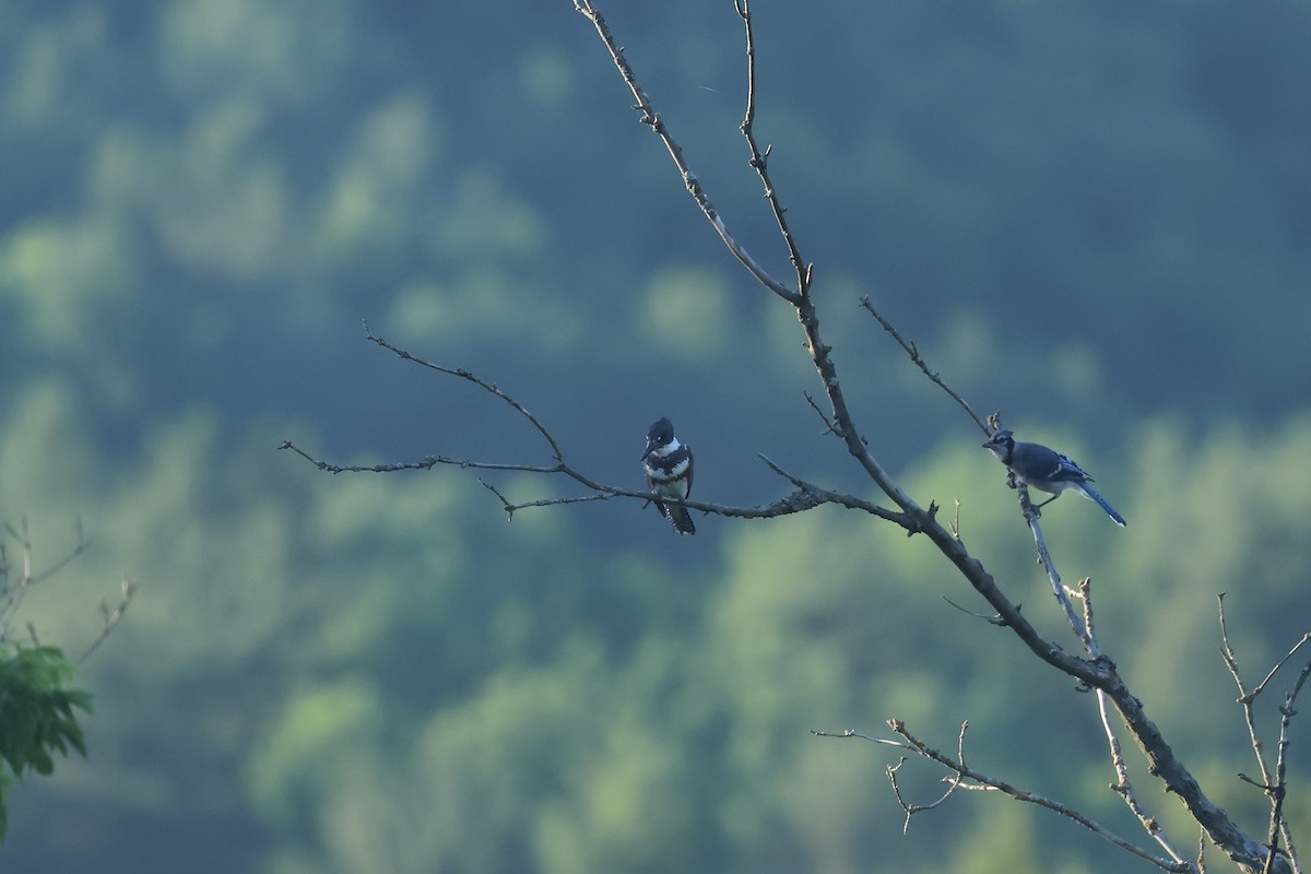 Belted Kingfisher - ML621167213