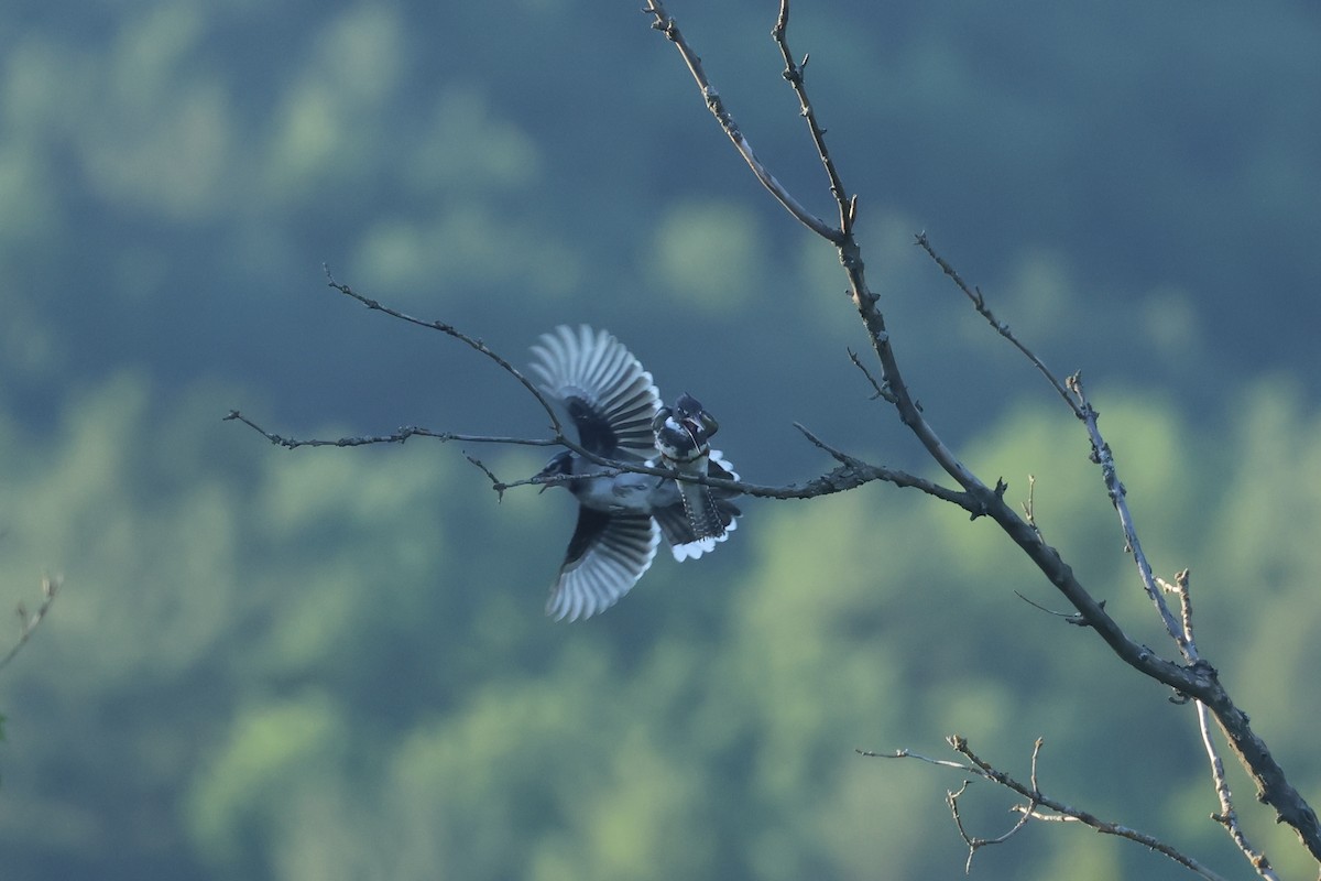 Belted Kingfisher - ML621167222