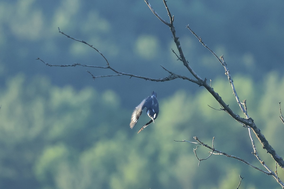 Belted Kingfisher - ML621167226