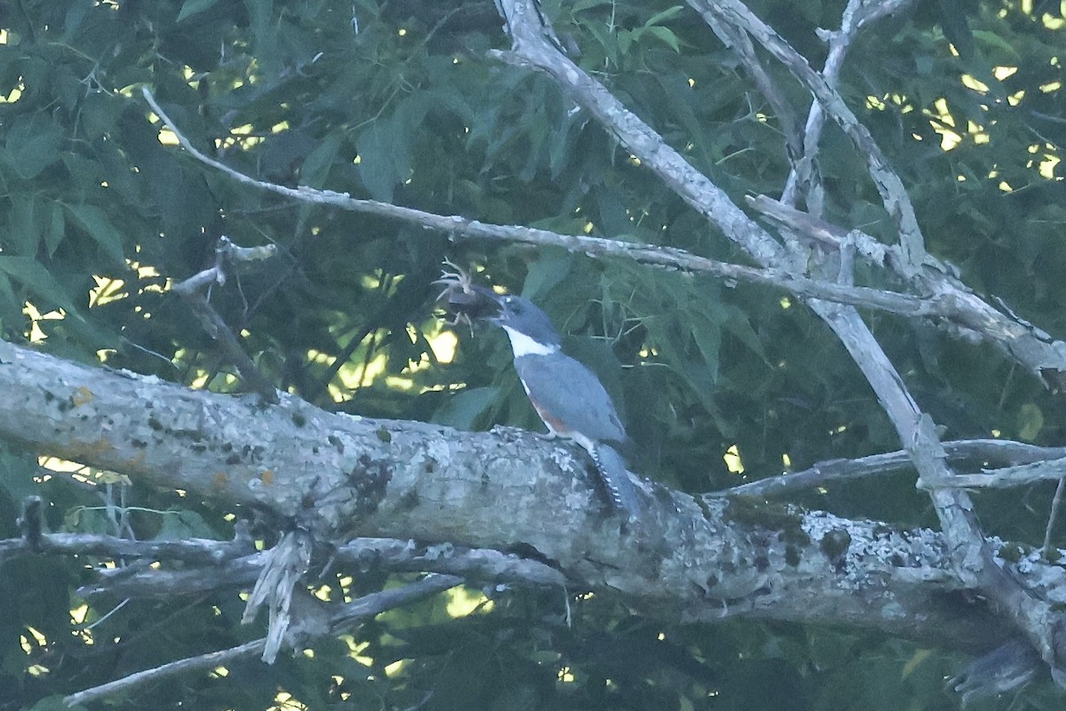 Belted Kingfisher - ML621167228