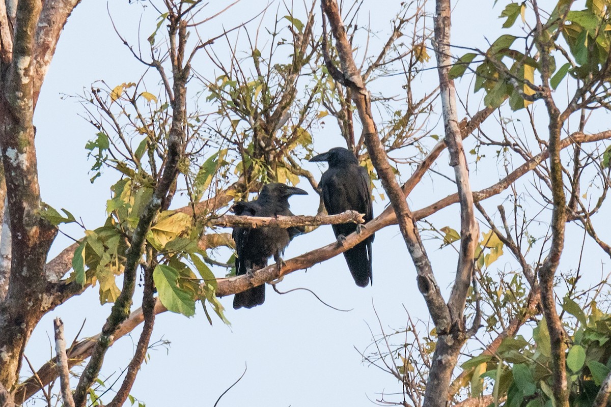 Slender-billed Crow (Sunda) - ML621167231