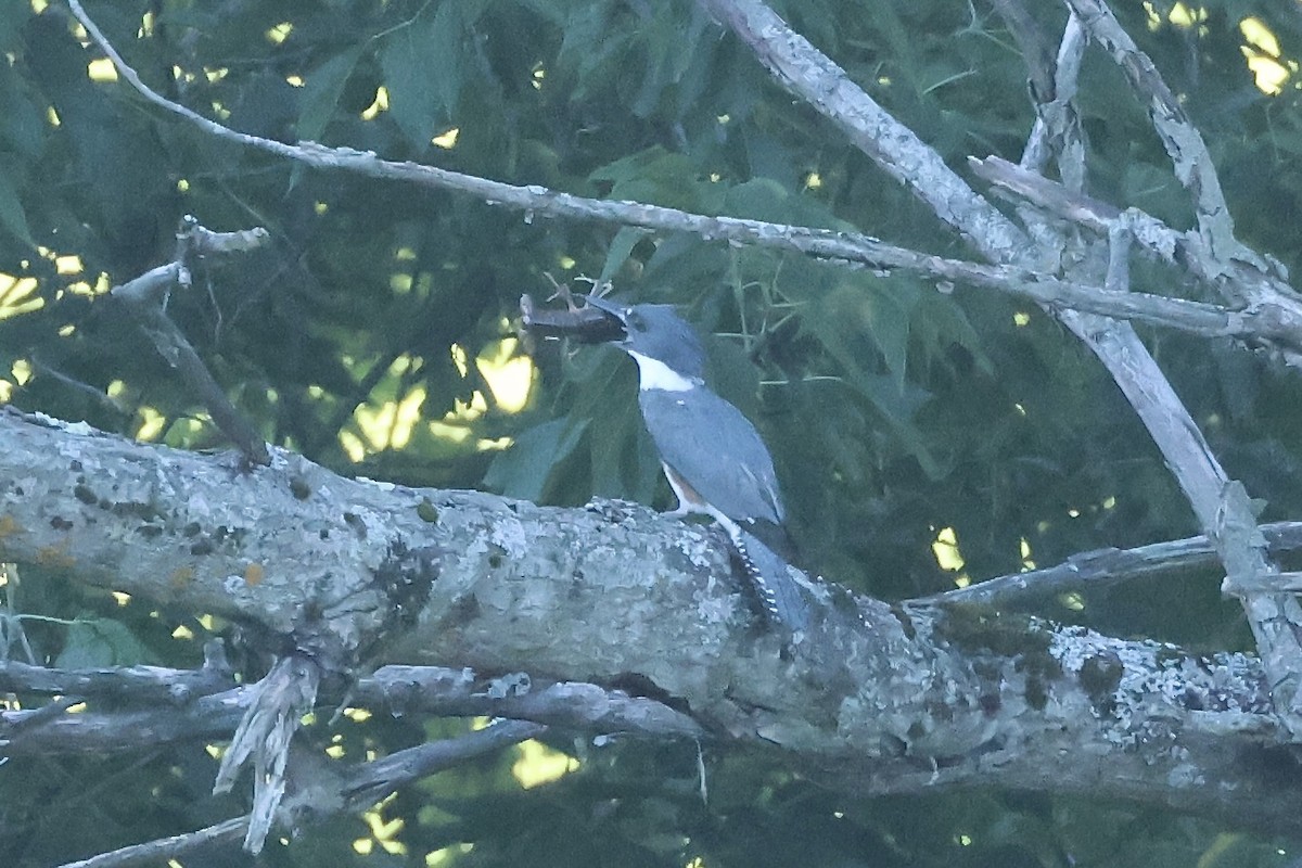 Belted Kingfisher - ML621167232