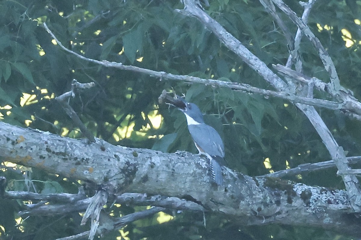 Belted Kingfisher - ML621167240