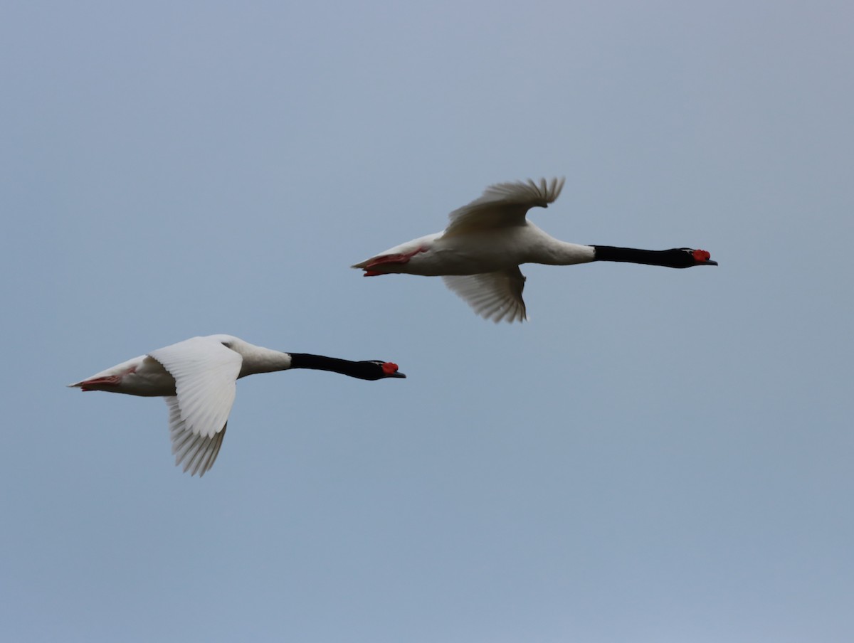 Black-necked Swan - ML621167263