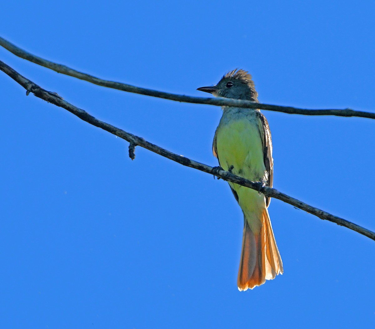 Great Crested Flycatcher - ML621167275
