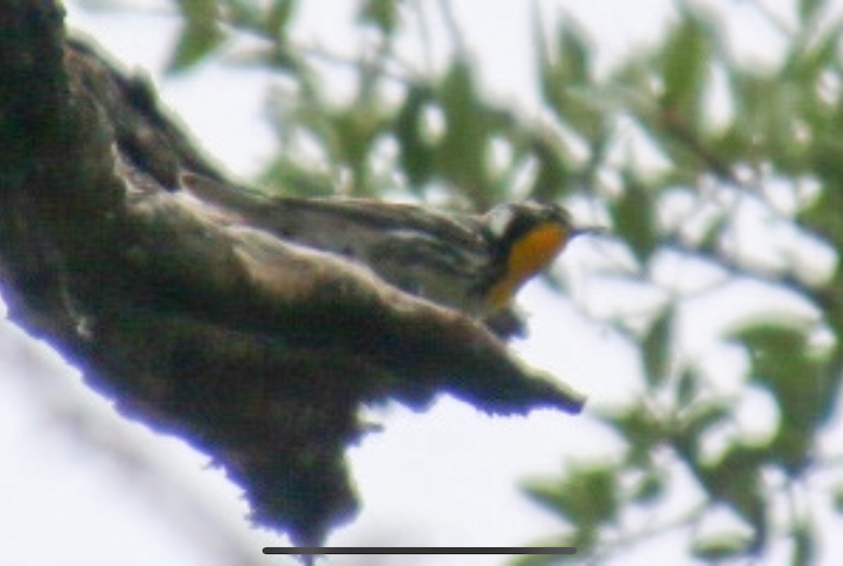 Yellow-throated Warbler - ML621167313
