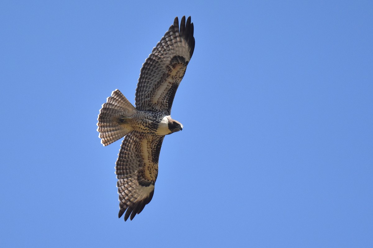 Red-tailed Hawk - ML621167314