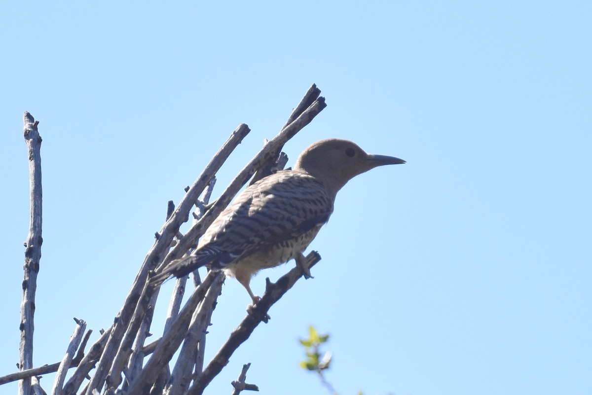 Northern Flicker (Red-shafted) - ML621167318