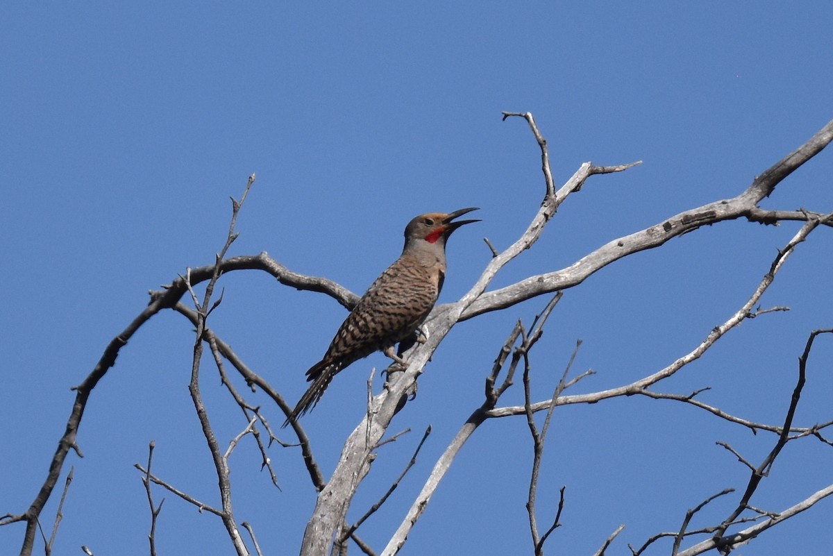 Northern Flicker (Red-shafted) - ML621167329