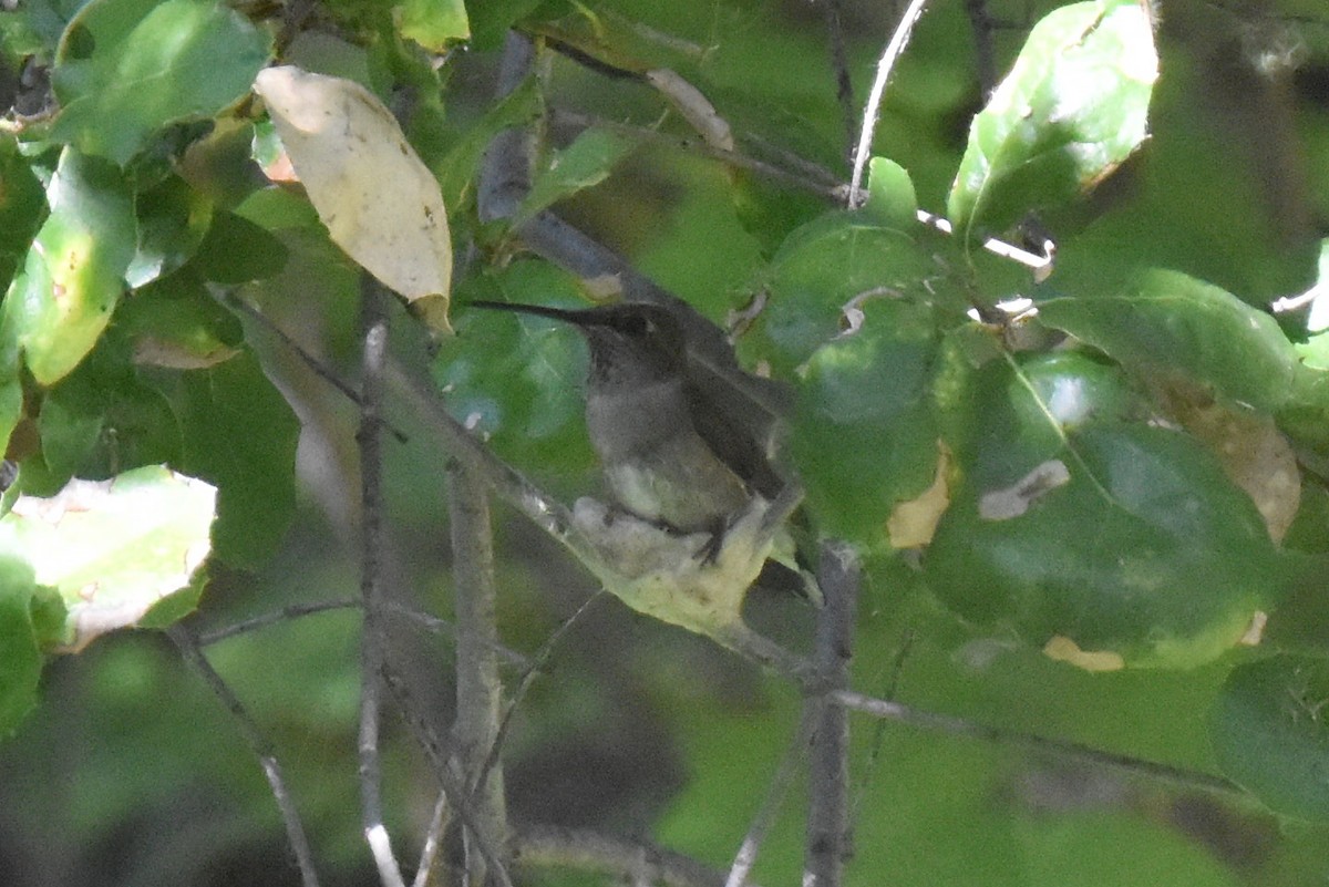 Anna's Hummingbird - ML621167332