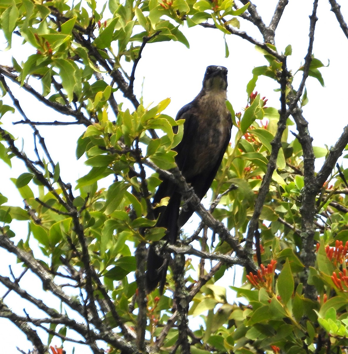 Great-tailed Grackle - ML621167353
