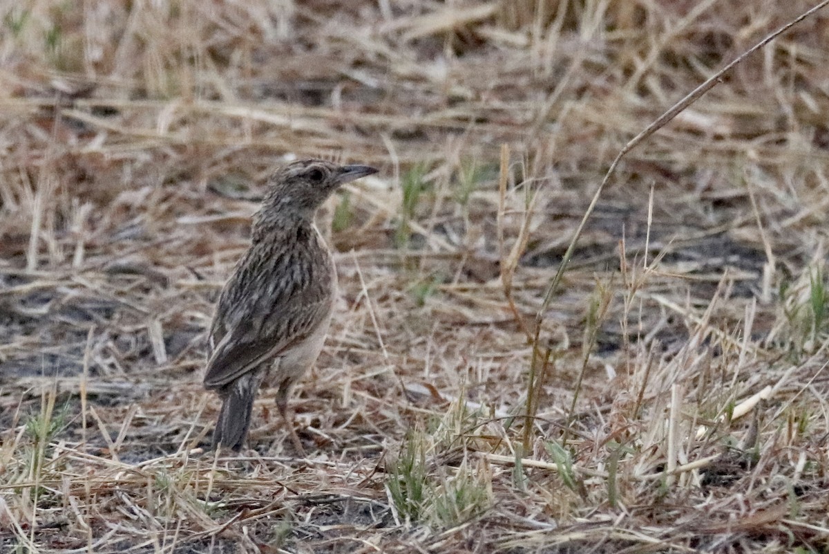 Pipit africain - ML621167355