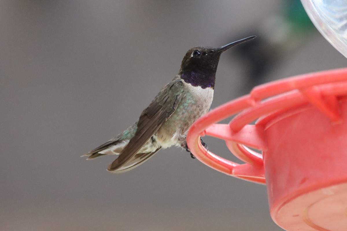 Black-chinned Hummingbird - ML621167358