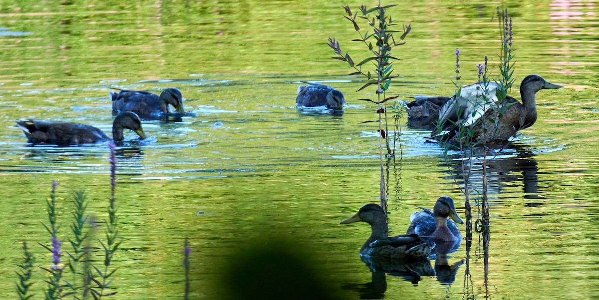 Canard colvert - ML621167363