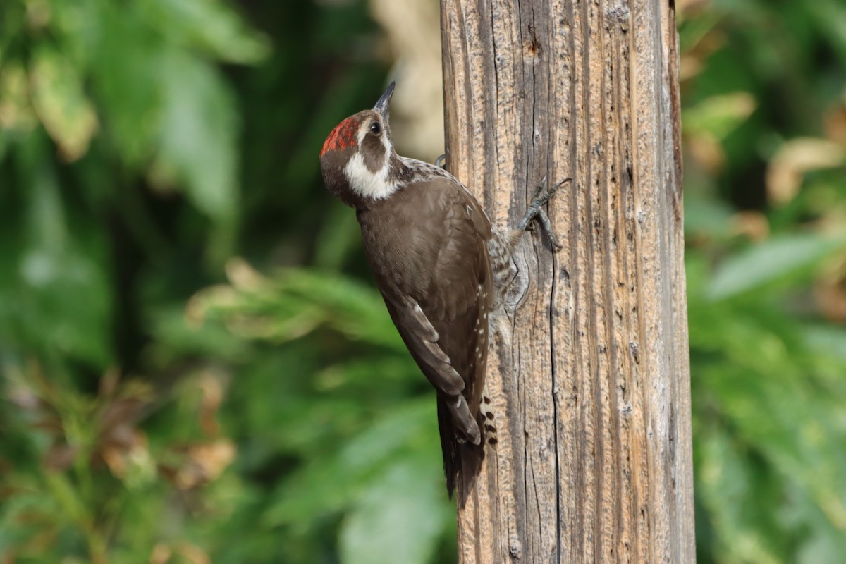Arizona Woodpecker - ML621167387