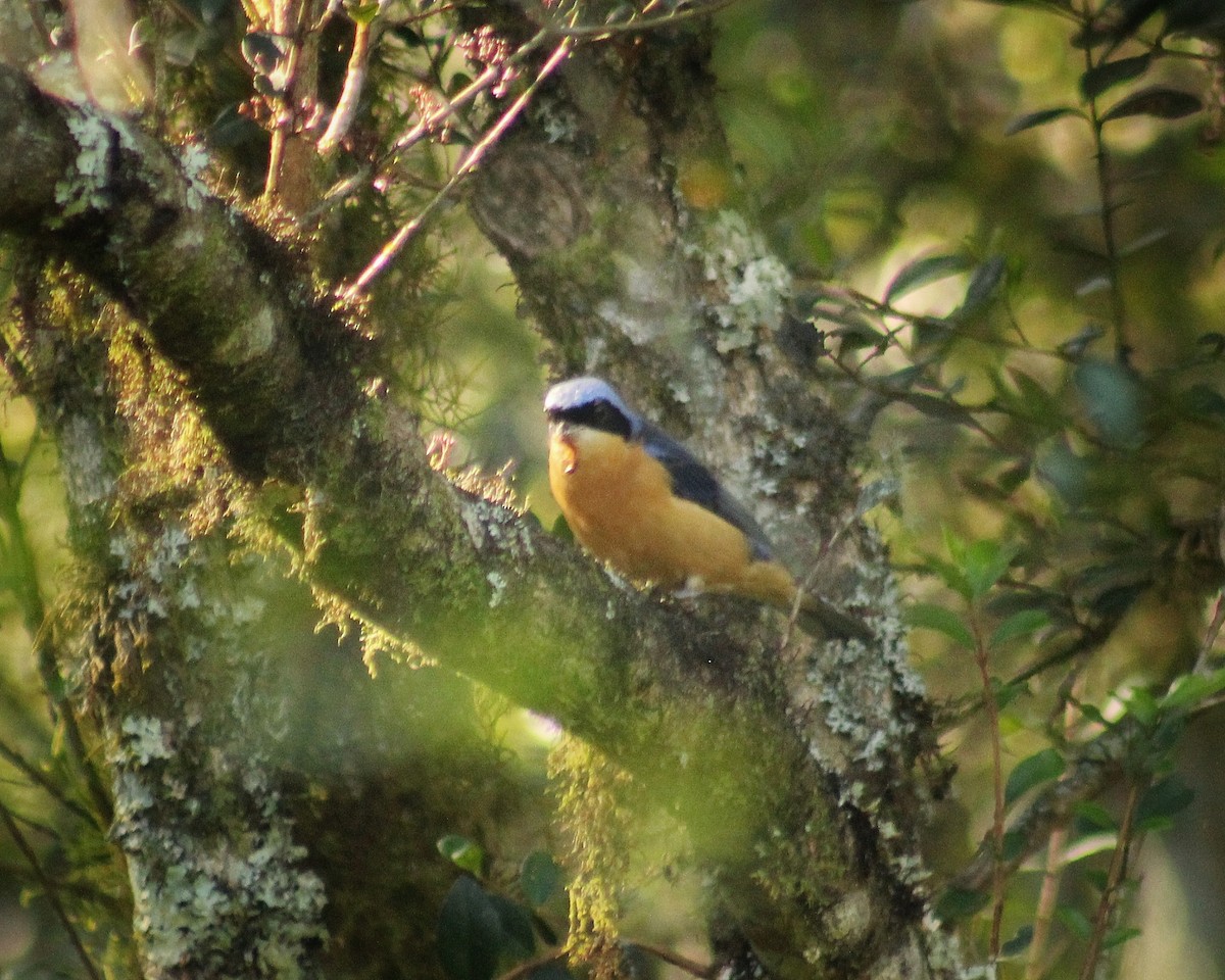 Fawn-breasted Tanager - ML621167435