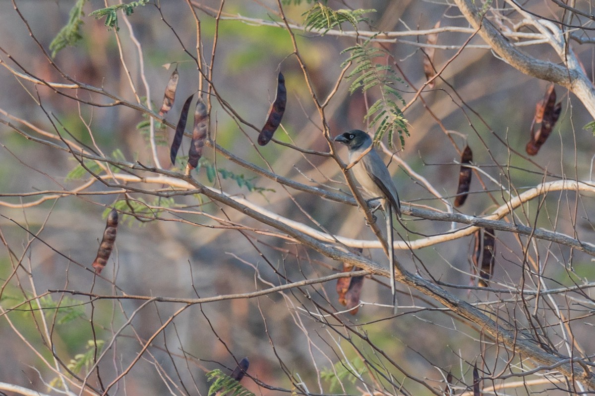 Hooded Treepie - ML621167467