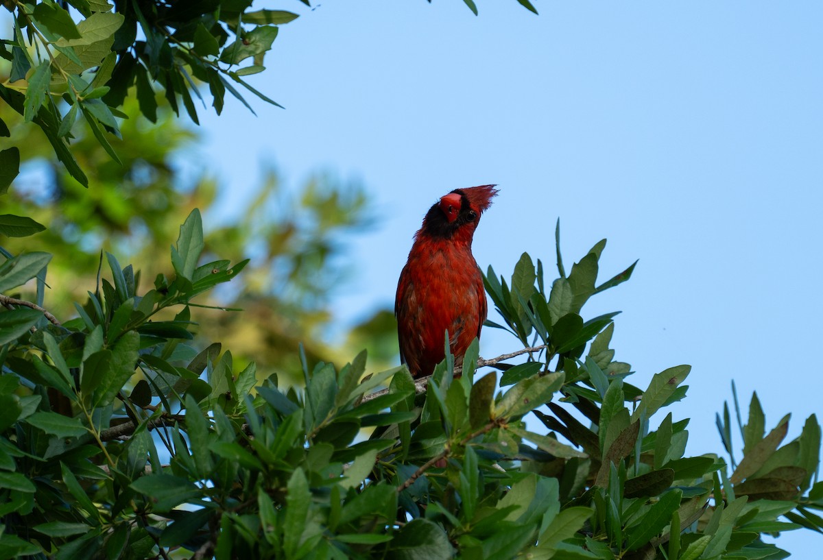 Cardinal rouge - ML621167482
