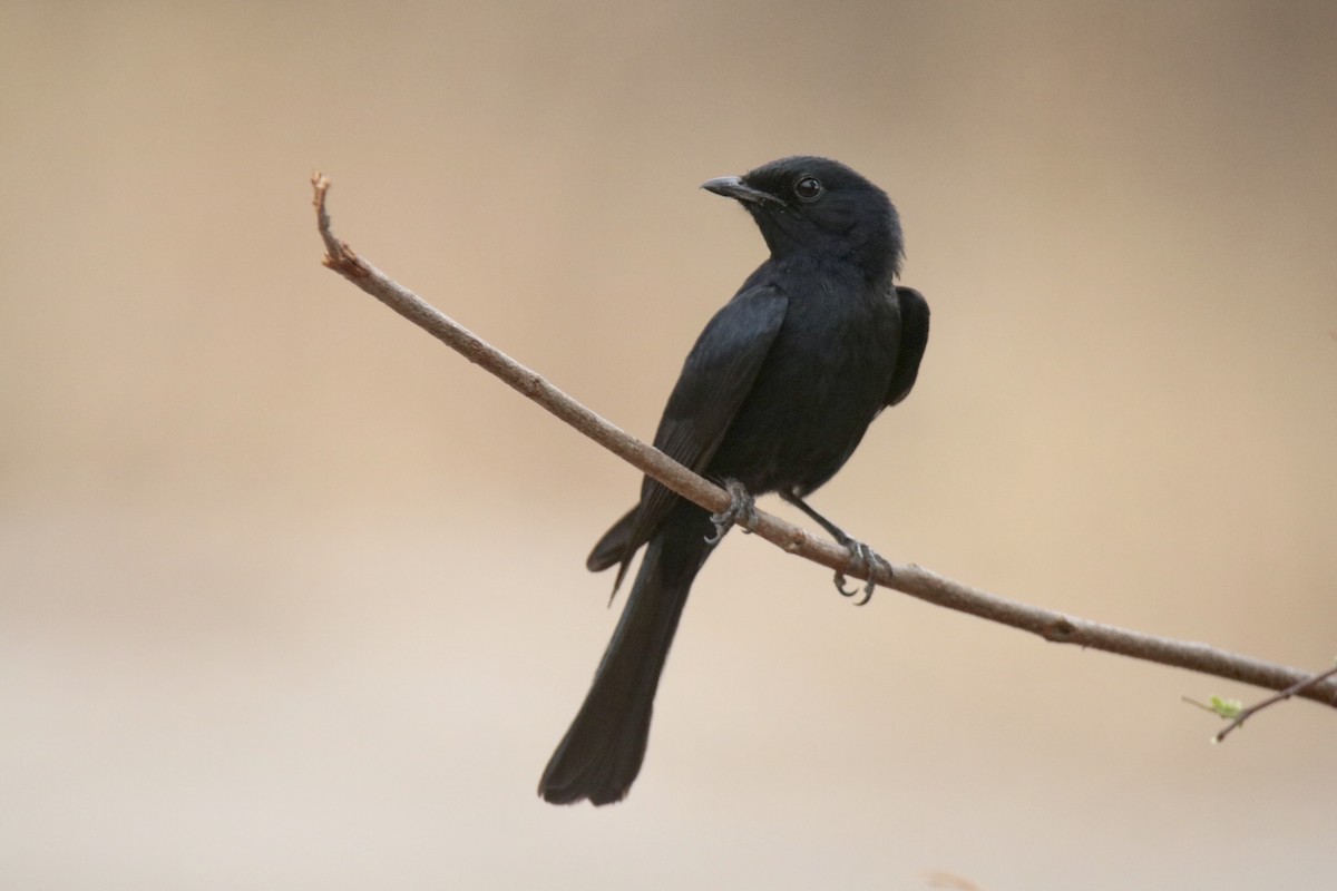 Fork-tailed Drongo - ML621167488