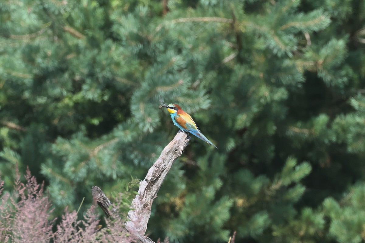 European Bee-eater - ML621167489