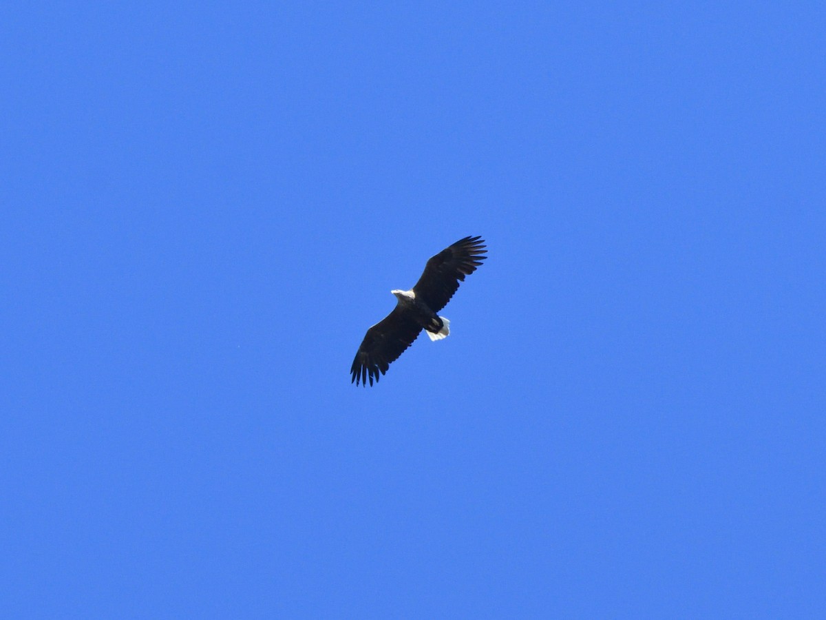 White-tailed Eagle - ML621167497