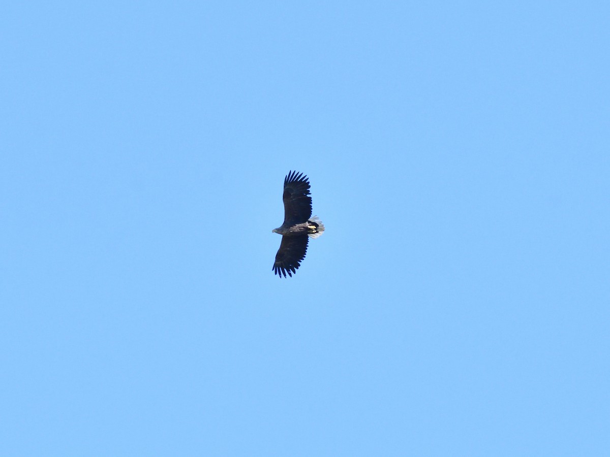 White-tailed Eagle - ML621167505