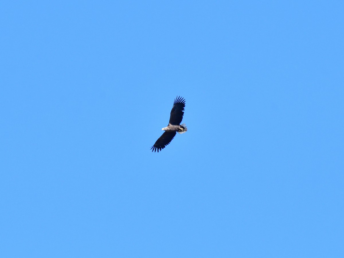 White-tailed Eagle - ML621167506