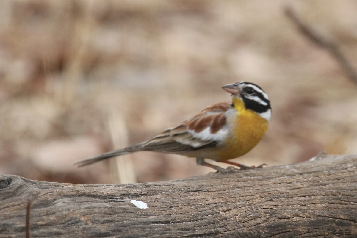 Golden-breasted Bunting - ML621167509