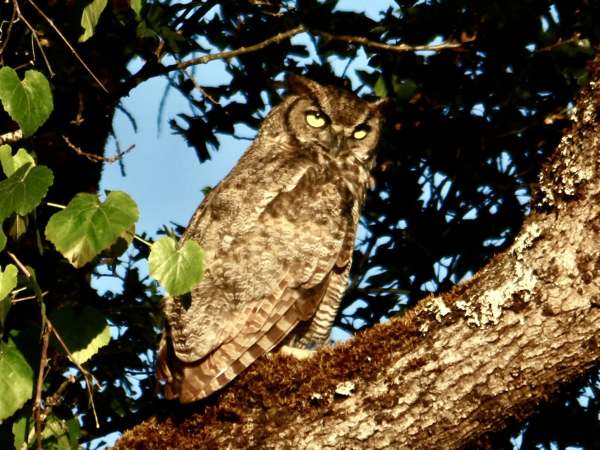 Great Horned Owl - ML621167546