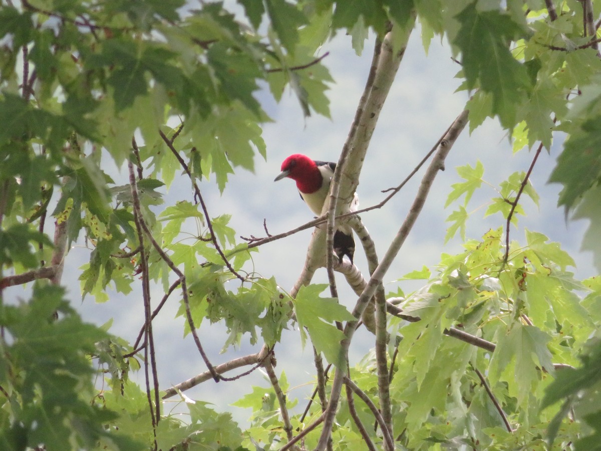 Red-headed Woodpecker - ML621167557